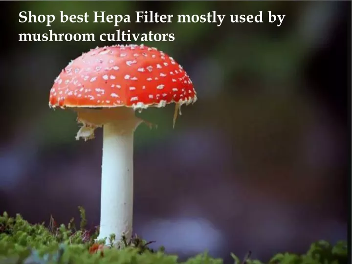 shop best hepa filter mostly used by mushroom