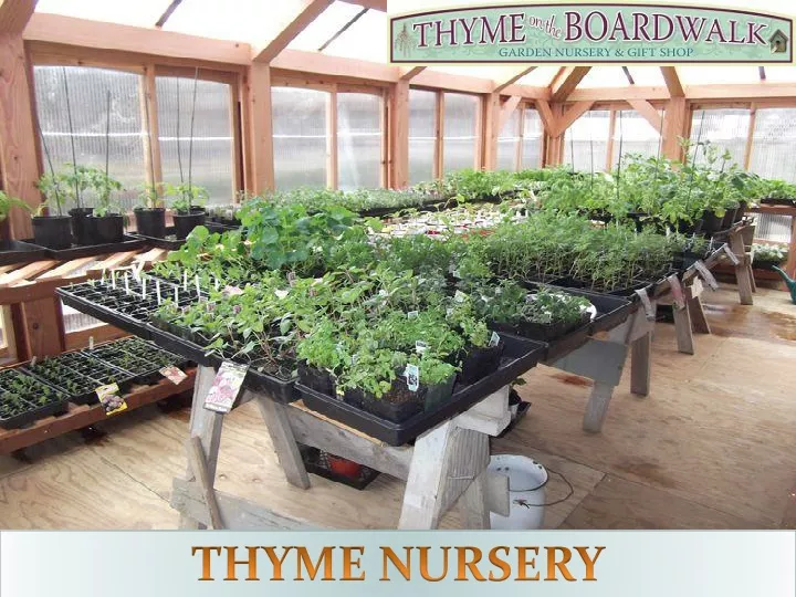 thyme nursery