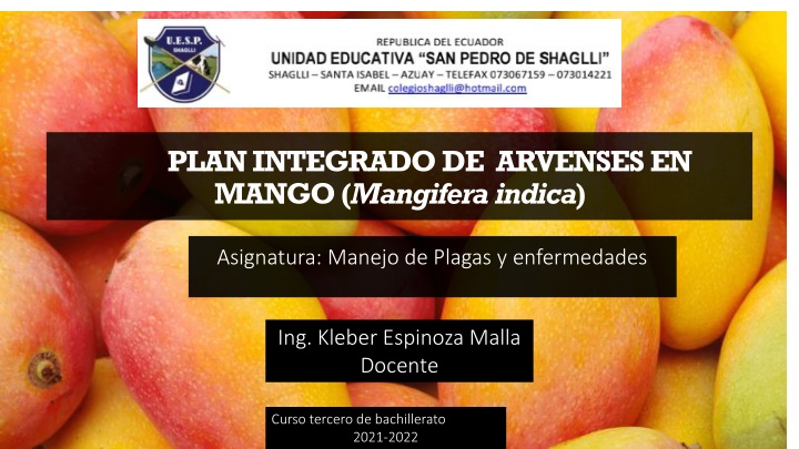 plan integrado de arvenses en mango mangifera indica