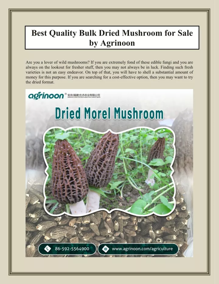 best quality bulk dried mushroom for sale