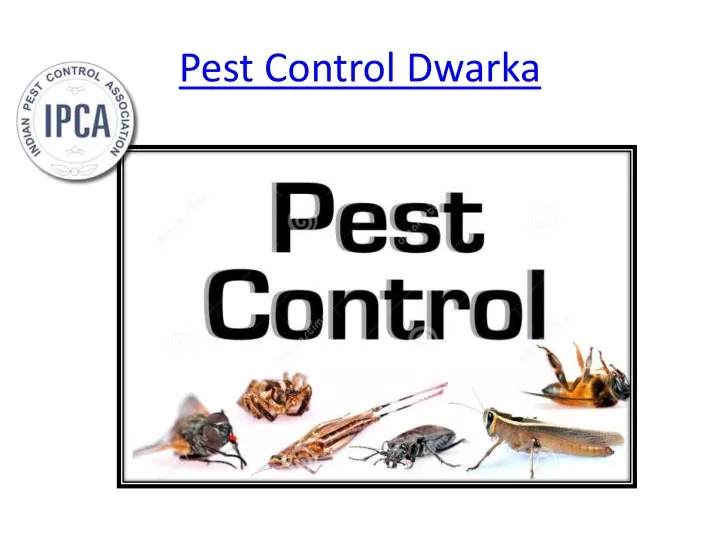 pest control dwarka