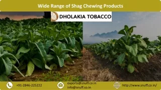Wide Range of Shag Chewing Products