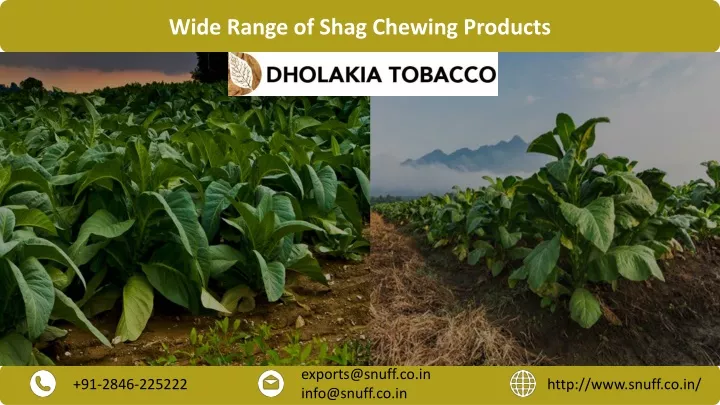 wide range of shag chewing products