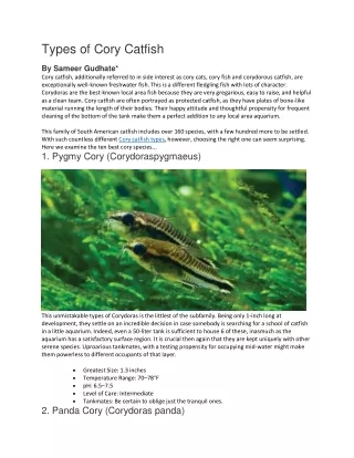 types of cory catfish by sameer gudhate cory