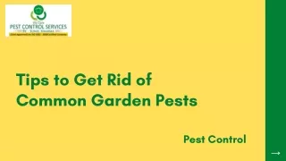 Tips to Get Rid of Common Garden Pests