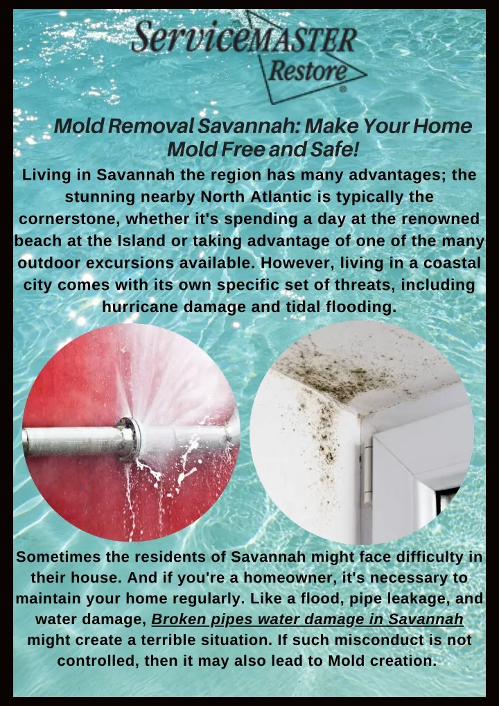 mold removal savannah make your home mold free