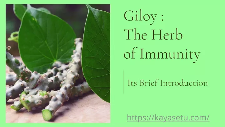 giloy the herb of immunity