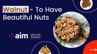 walnut to have beautiful nuts