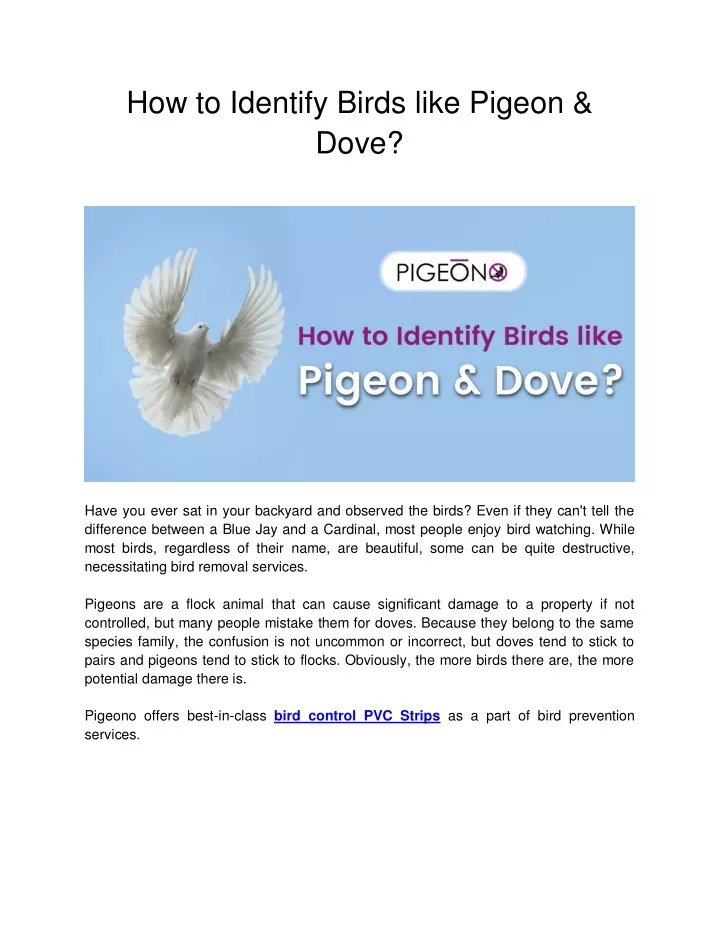 how to identify birds like pigeon dove