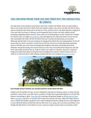 you can now prune your live oak trees
