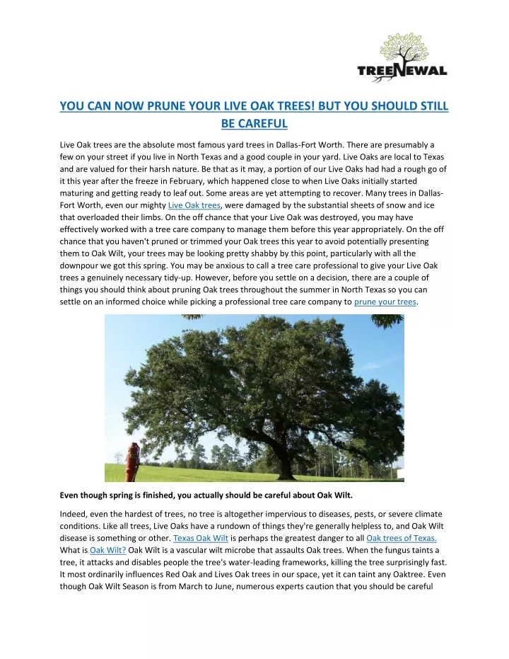 you can now prune your live oak trees