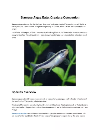 siamese algae eater creature companion