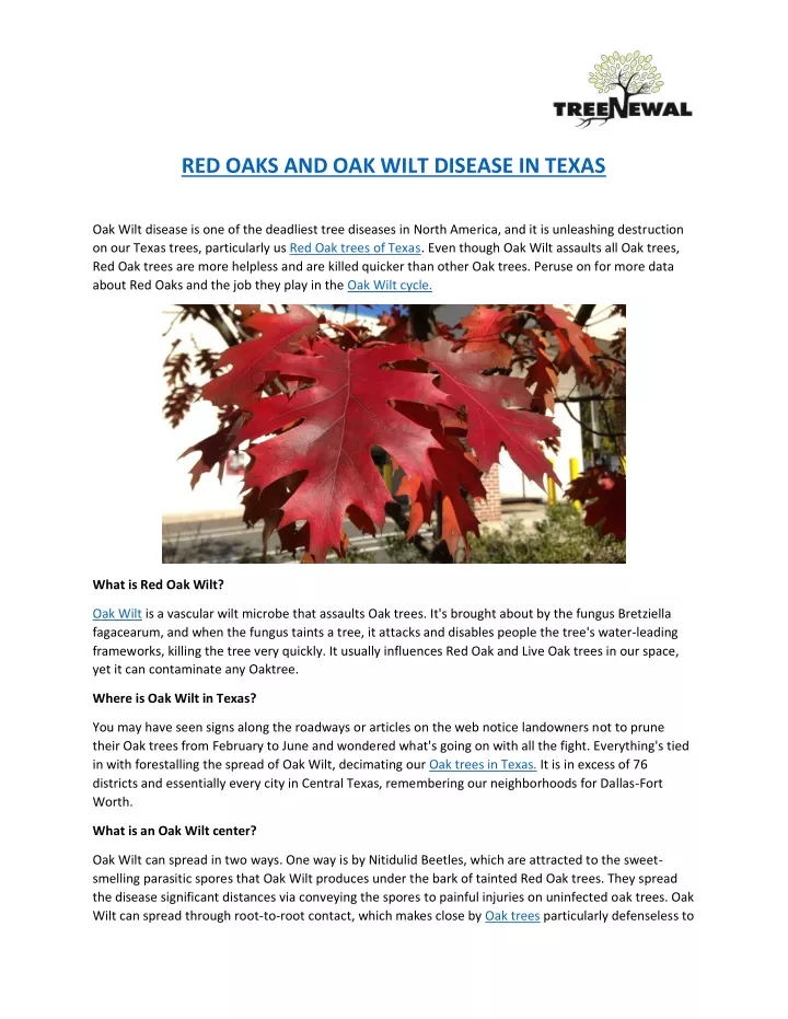 red oaks and oak wilt disease in texas