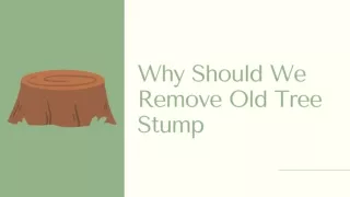 Why Should We Remove Old Tree Stump..