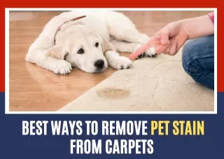 Eco-Friendly Service For Your Pet Stain