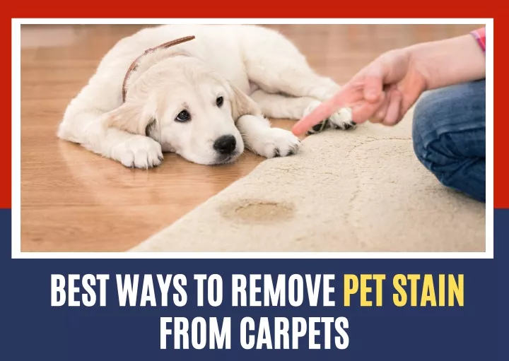 best ways to remove pet stain from carpets