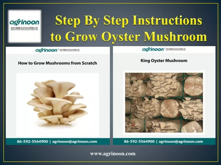 step by step instructions to grow oyster mushroom