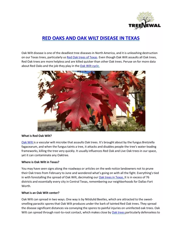 red oaks and oak wilt disease in texas