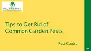 Tips to Get Rid of Common Garden Pests