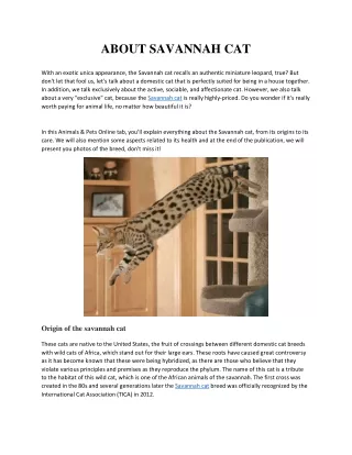 about savannah cat