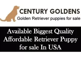 available biggest quality affordable retriever