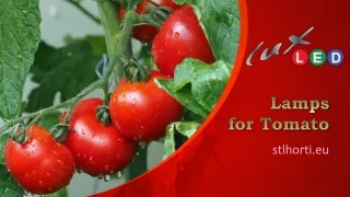 Lamps for Tomato