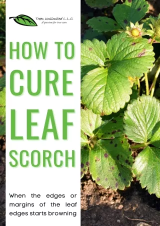 How to Cure Leaf Scorch