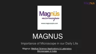 magnus