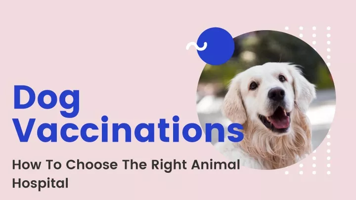 dog vaccinations how to choose the right animal