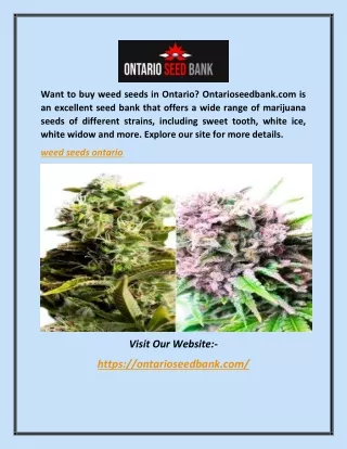 Weed Seeds Ontario | Ontarioseedbank.com