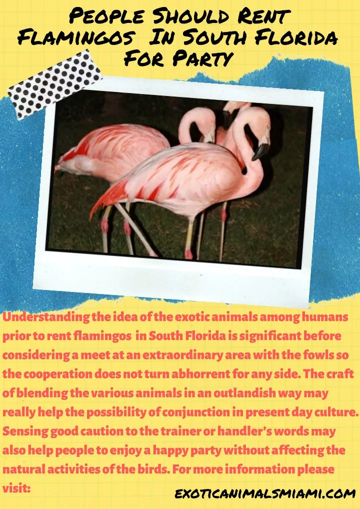 people should rent flamingos in south florida