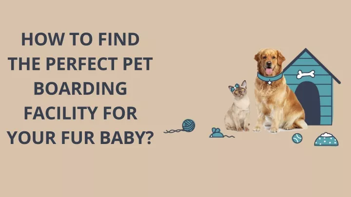 how to find the perfect pet boarding facility