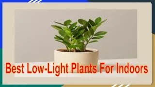 Low light house Plant