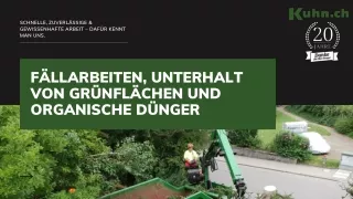 Professionelle Baumfällarbeiten in Zürich - Kuhn