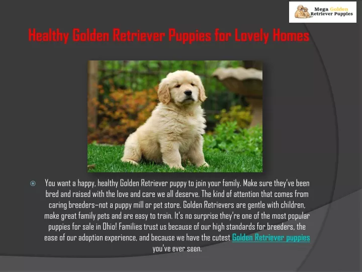 healthy golden retriever puppies for lovely homes