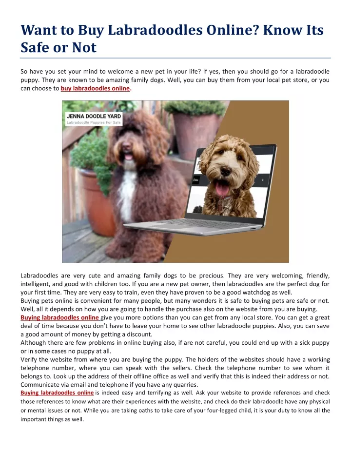want to buy labradoodles online know its safe
