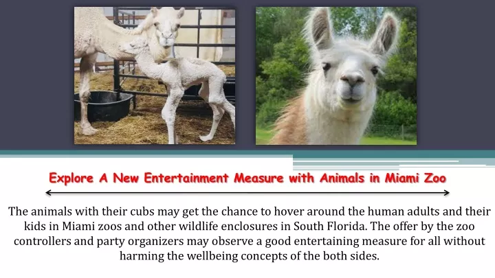 explore a new entertainment measure with animals