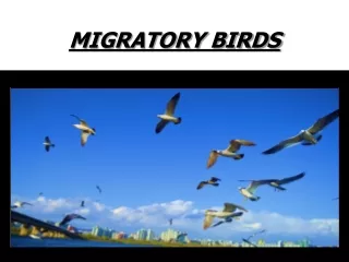 MIGRATORY bIRDS