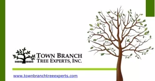 Tree Purning Service in USA | Town Branch Tree Expert