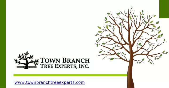 www townbranchtreeexperts com