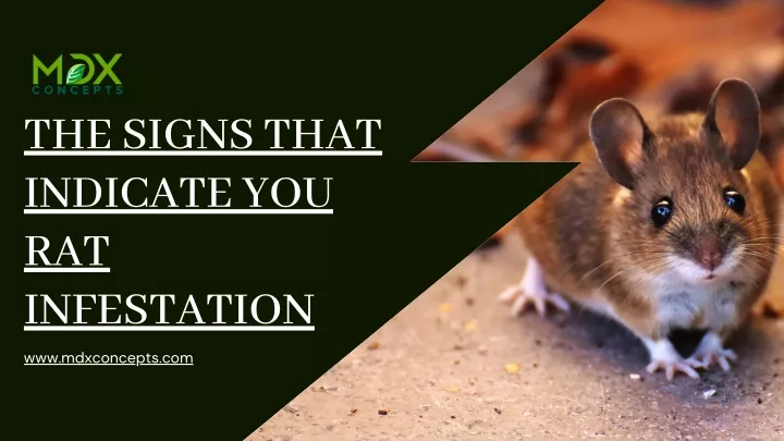 the signs that indicate you rat infestation