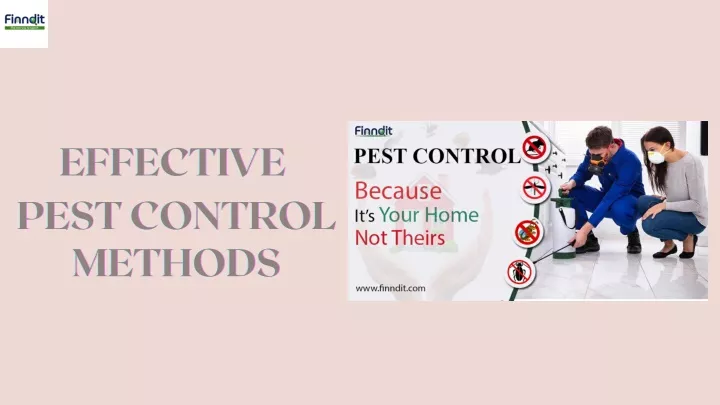 effective effective effective pest control pest