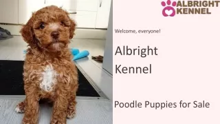 AKC Registered Poodle Puppies For Sale