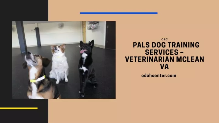 c c pals dog training services veterinarian