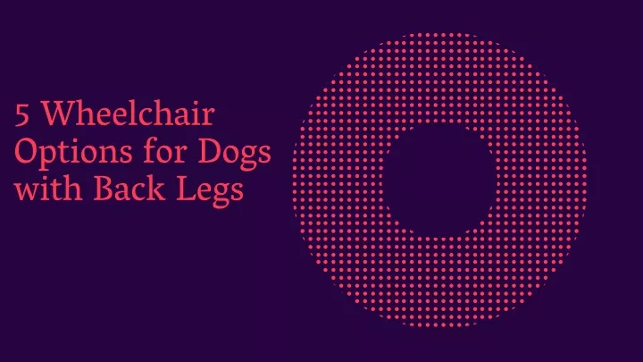 5 wheelchair options for dogs with back legs