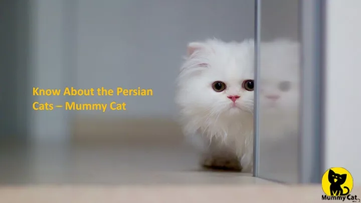 know about the persian cats mummy cat