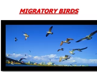 MIGRATORY bIRDS
