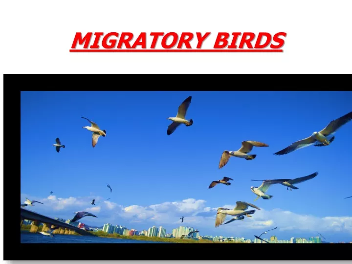 migratory birds