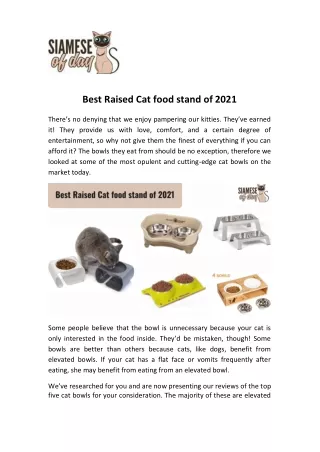 Best Raised Cat food stand of 2021 | Siamese of Day