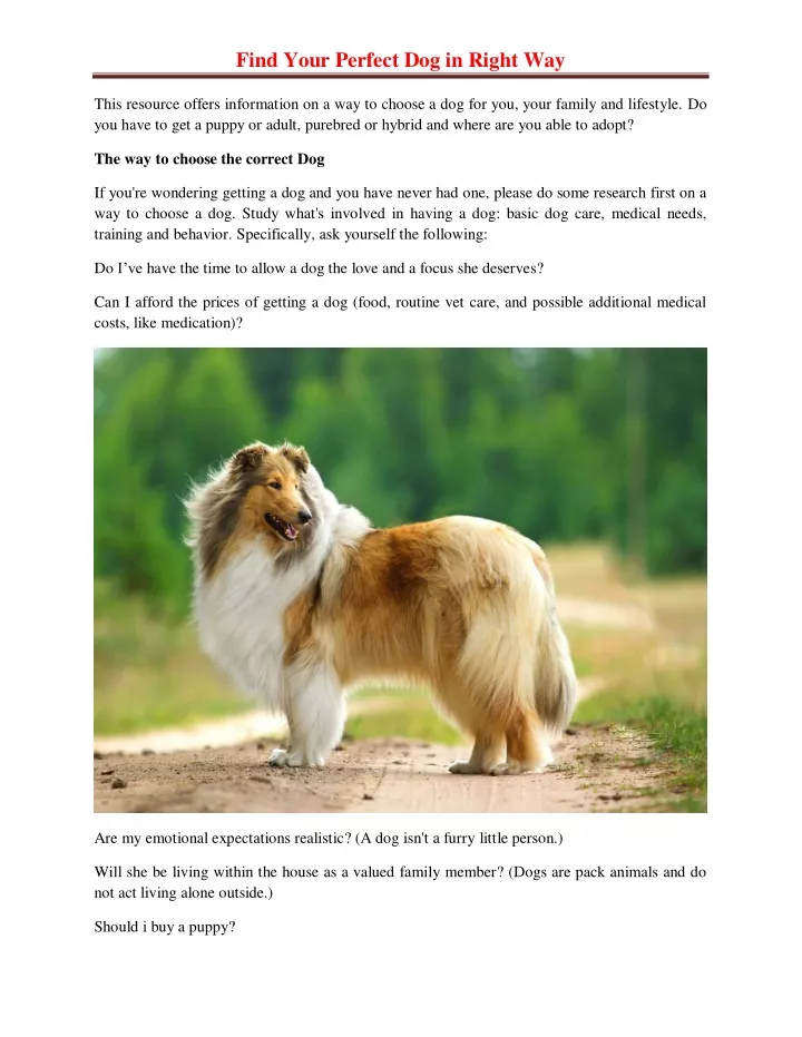 find your perfect dog in right way